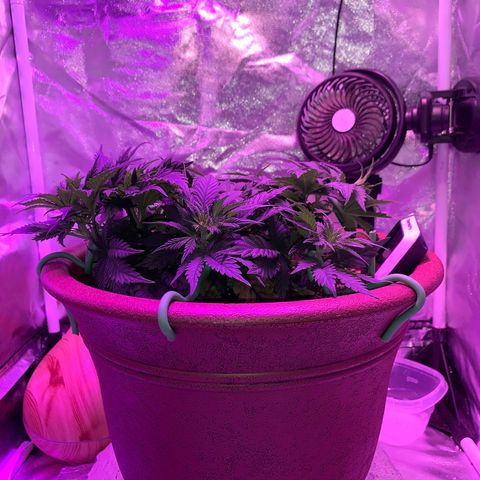 Mendo Wood growlog photo: Looking good but I accidentally snapped a smaller top off…pretty sure it will be fine, might even work out nice. 
Switched to flower yesterday.