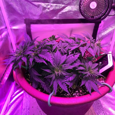 Mendo Wood growlog photo: Looking good but I accidentally snapped a smaller top off…pretty sure it will be fine, might even work out nice. 
Switched to flower yesterday.