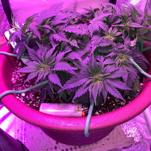 Mendo Wood growlog photo: Looking good but I accidentally snapped a smaller top off…pretty sure it will be fine, might even work out nice. 
Switched to flower yesterday.