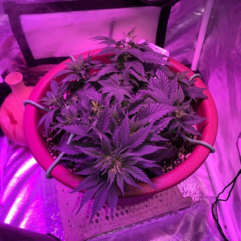 Mendo Wood growlog photo: Looking good but I accidentally snapped a smaller top off…pretty sure it will be fine, might even work out nice. 
Switched to flower yesterday.