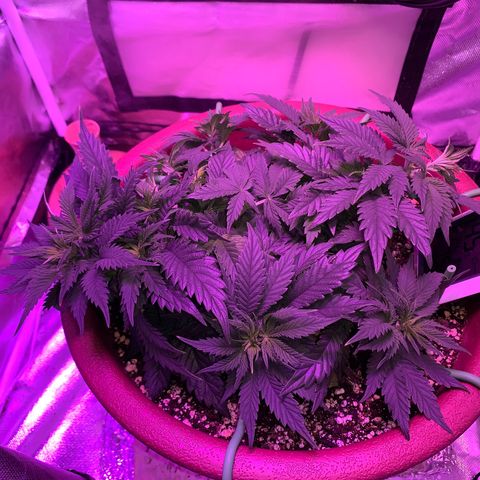 Mendo Wood growlog photo: Looking good but I accidentally snapped a smaller top off…pretty sure it will be fine, might even work out nice. 
Switched to flower yesterday.