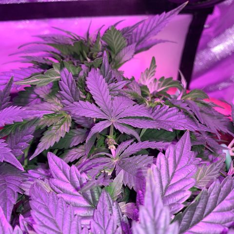 Mendo Wood growlog photo: Looking good but I accidentally snapped a smaller top off…pretty sure it will be fine, might even work out nice. 
Switched to flower yesterday.
