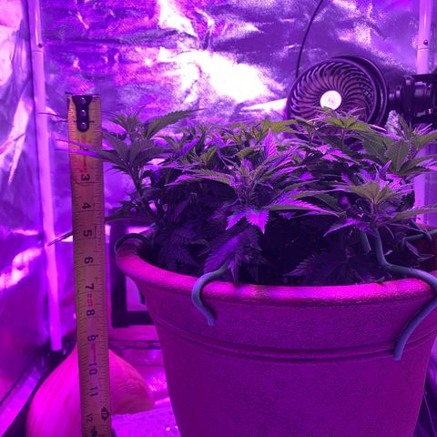 Mendo Wood growlog timeline photo