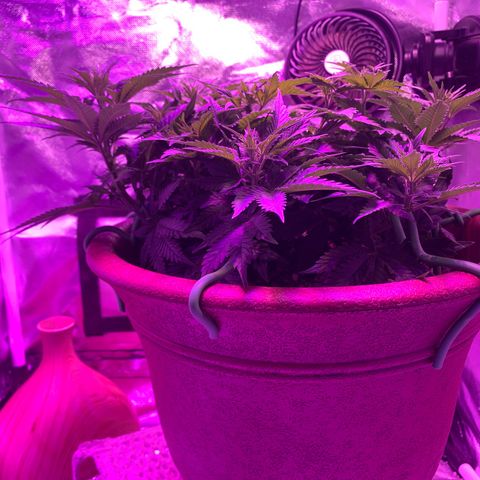 Mendo Wood growlog timeline photo