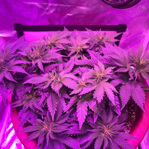 Mendo Wood growlog timeline photo