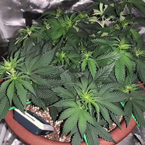 Mendo Wood growlog timeline photo