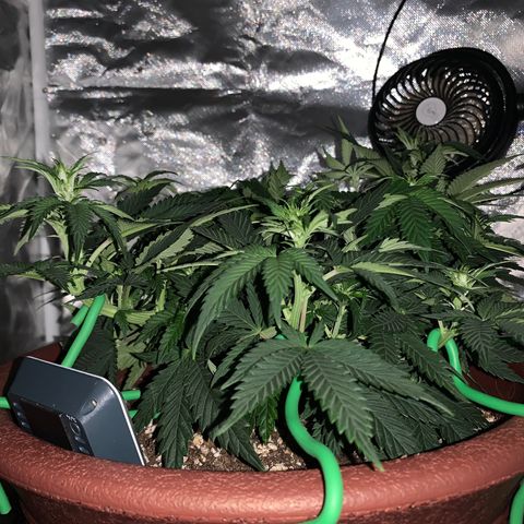 Mendo Wood growlog timeline photo