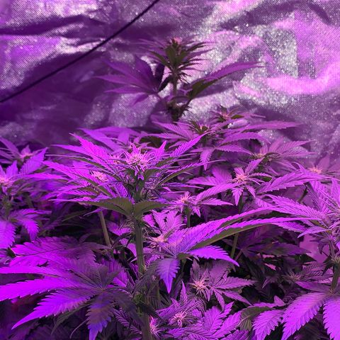 Mendo Wood growlog timeline photo