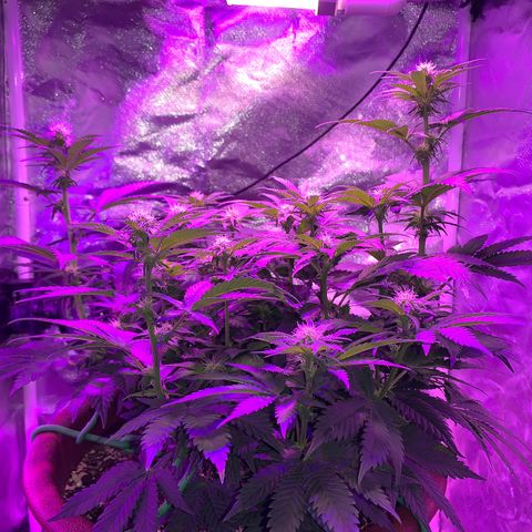 Mendo Wood growlog timeline photo