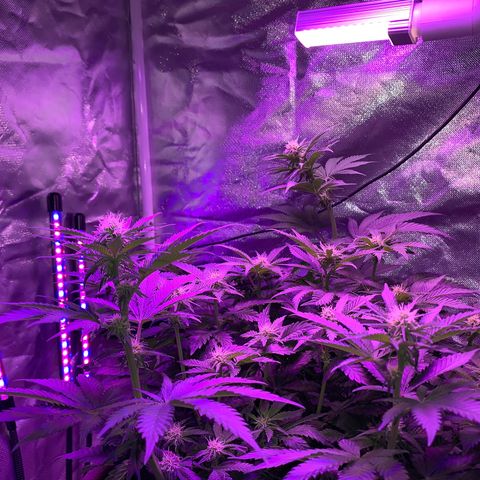 Mendo Wood growlog timeline photo
