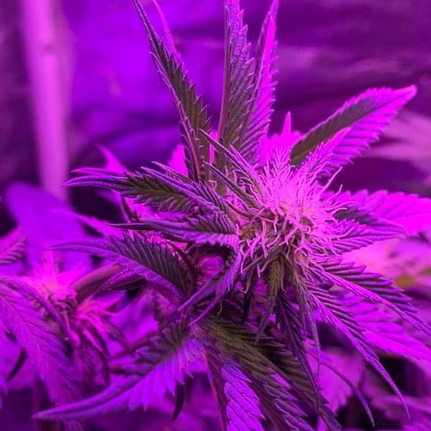 Mendo Wood growlog timeline photo