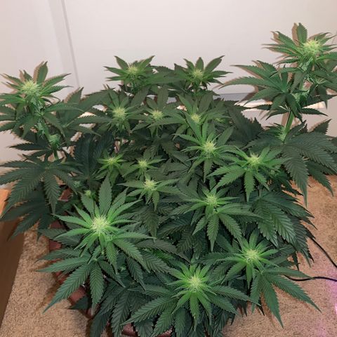 Mendo Wood growlog timeline photo