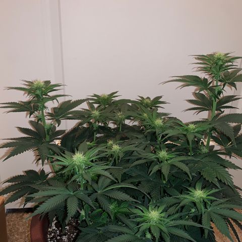 Mendo Wood growlog timeline photo