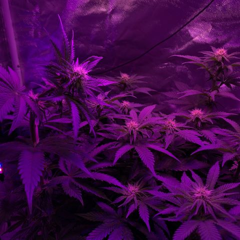 Mendo Wood growlog timeline photo