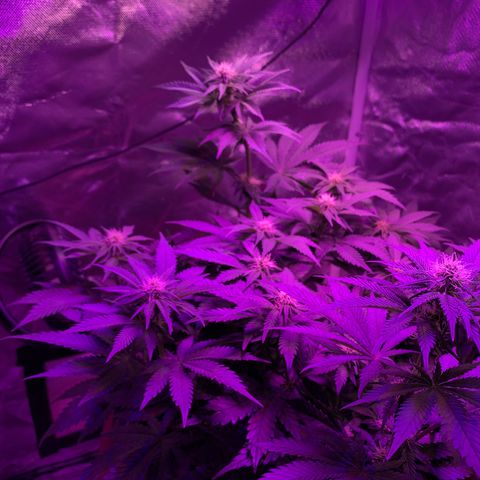 Mendo Wood growlog photo: Measurement - starts at lines on pot and lined up with tall back top