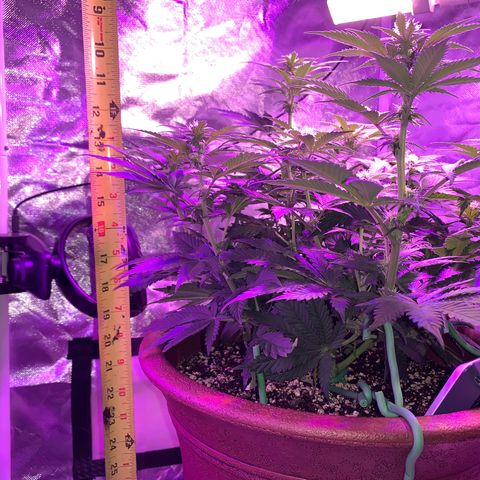Mendo Wood growlog photo: Measurement - starts at lines on pot and lined up with tall back top