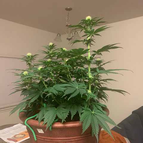 Mendo Wood growlog photo: Week 3 flower - starting to really produce some nice buds now. Did pick off a bunch of male flowers too, some have already opened. Hopefully not too many seeds. 