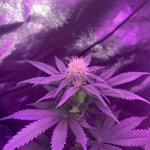 Mendo Wood growlog photo: Week 3 flower - starting to really produce some nice buds now. Did pick off a bunch of male flowers too, some have already opened. Hopefully not too many seeds. 