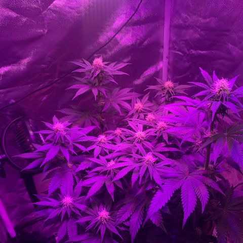 Mendo Wood growlog photo: Week 3 flower - starting to really produce some nice buds now. Did pick off a bunch of male flowers too, some have already opened. Hopefully not too many seeds. 