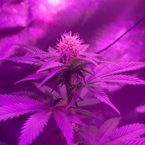 Mendo Wood growlog photo: Week 3 flower - starting to really produce some nice buds now. Did pick off a bunch of male flowers too, some have already opened. Hopefully not too many seeds. 