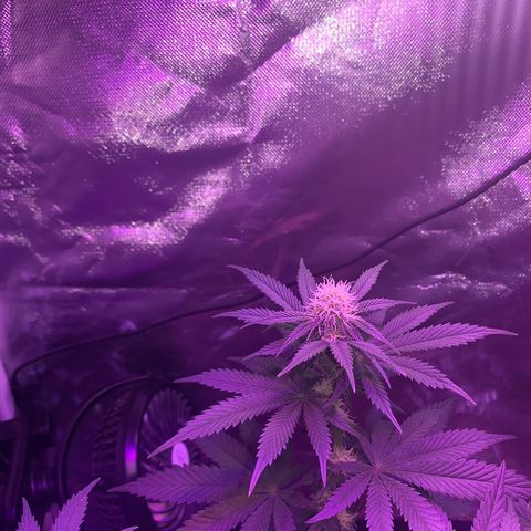 Mendo Wood growlog photo: Week 3 flower - starting to really produce some nice buds now. Did pick off a bunch of male flowers too, some have already opened. Hopefully not too many seeds. 