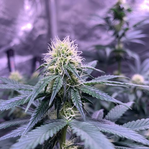 Mendo Wood growlog photo: Starting to really get a nice layer of frosty trichomes coming in and buds stacking nicely. Cut a few little suckers of the bottom middle.