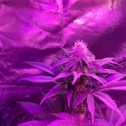 Mendo Wood growlog photo: Starting to really get a nice layer of frosty trichomes coming in and buds stacking nicely. Cut a few little suckers of the bottom middle.