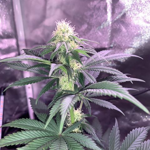 Mendo Wood growlog photo: Starting to really get a nice layer of frosty trichomes coming in and buds stacking nicely. Cut a few little suckers of the bottom middle.