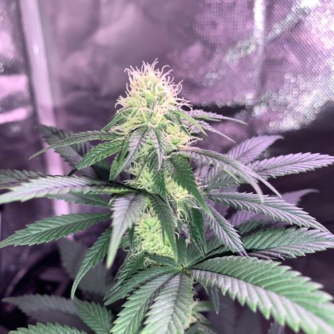 Mendo Wood growlog photo: Starting to really get a nice layer of frosty trichomes coming in and buds stacking nicely. Cut a few little suckers of the bottom middle.