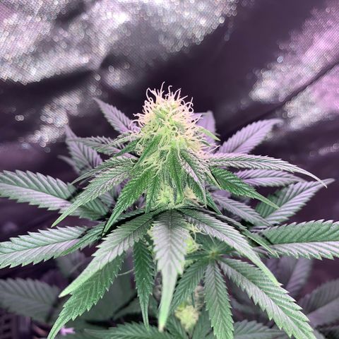 Mendo Wood growlog photo: Starting to really get a nice layer of frosty trichomes coming in and buds stacking nicely. Cut a few little suckers of the bottom middle.