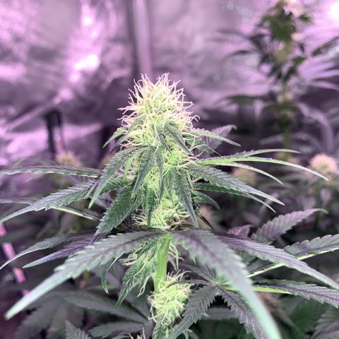 Mendo Wood growlog photo: Starting to really get a nice layer of frosty trichomes coming in and buds stacking nicely. Cut a few little suckers of the bottom middle.
