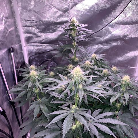 Mendo Wood growlog photo: Starting to really get a nice layer of frosty trichomes coming in and buds stacking nicely. Cut a few little suckers of the bottom middle.
