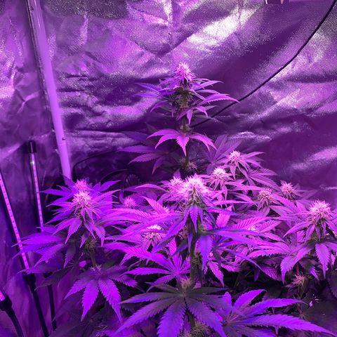 Mendo Wood growlog photo: Starting to really get a nice layer of frosty trichomes coming in and buds stacking nicely. Cut a few little suckers of the bottom middle.