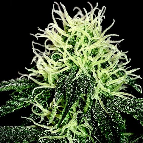 Mendo Wood growlog photo: Fun photo edit