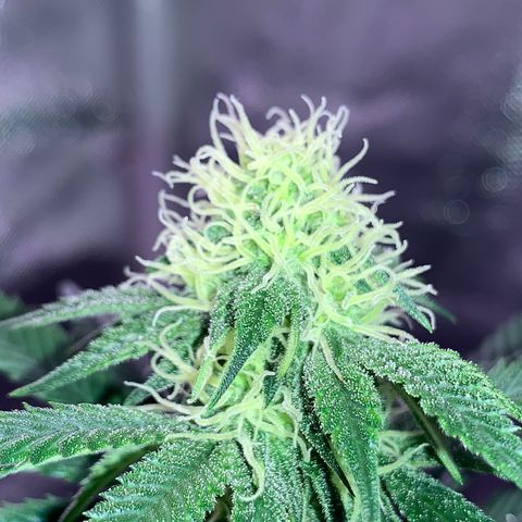 Mendo Wood growlog photo: Fun photo edit