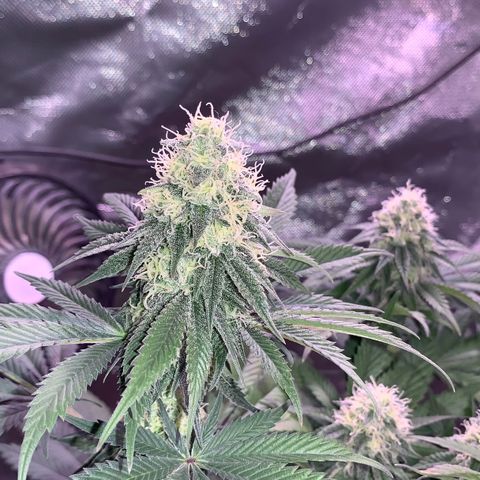 Mendo Wood growlog photo: Been a bit since I’ve added photos. Starting to yellow from the bottom up. Not sure if deficient, improper PH, or just starting to reach the end. Was dry for a bit longer than normal recently though. Seems to be progressing nicely. 