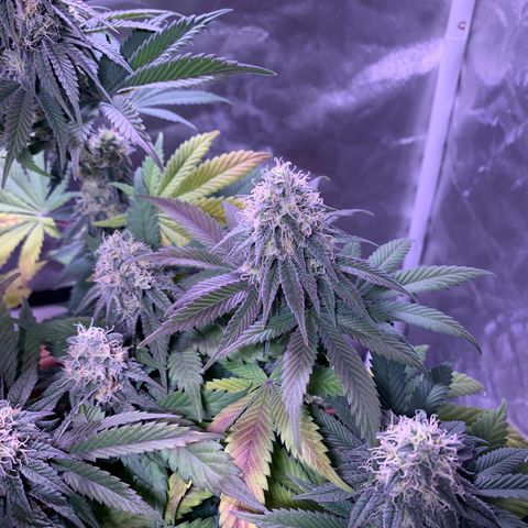 Mendo Wood growlog photo: Getting quite a bit more purple, seems like leaves only. Bottom and underside middle leaves yellowing and dying off…normal “fall colors” or deficiency? 