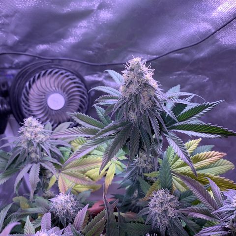 Mendo Wood growlog photo: Getting quite a bit more purple, seems like leaves only. Bottom and underside middle leaves yellowing and dying off…normal “fall colors” or deficiency? 