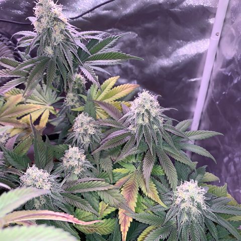 Mendo Wood growlog photo: Getting quite a bit more purple, seems like leaves only. Bottom and underside middle leaves yellowing and dying off…normal “fall colors” or deficiency? 