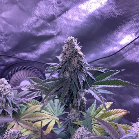 Mendo Wood growlog photo: Getting quite a bit more purple, seems like leaves only. Bottom and underside middle leaves yellowing and dying off…normal “fall colors” or deficiency? 