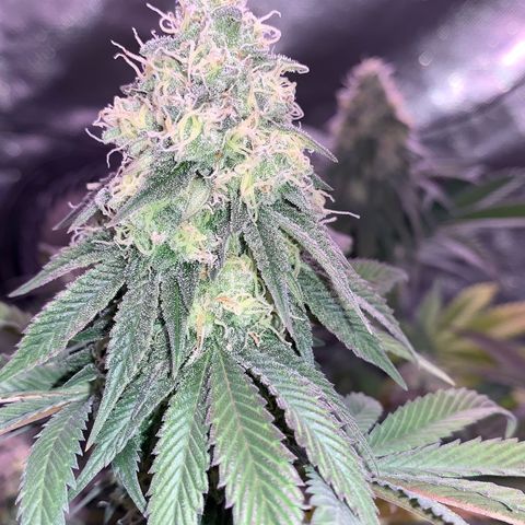 Mendo Wood growlog photo: Getting quite a bit more purple, seems like leaves only. Bottom and underside middle leaves yellowing and dying off…normal “fall colors” or deficiency? 