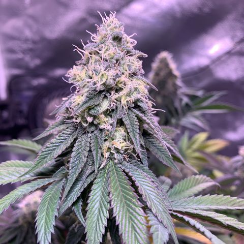 Mendo Wood growlog photo: Getting quite a bit more purple, seems like leaves only. Bottom and underside middle leaves yellowing and dying off…normal “fall colors” or deficiency? 