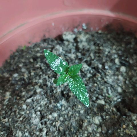 Purple punch auto growlog photo: El sustrato y la planta tienen espolvoreados tierra de diatomeas 