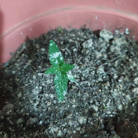 Purple punch auto growlog timeline photo