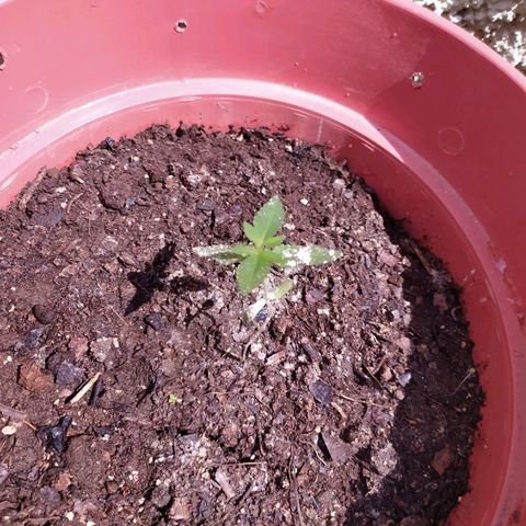 Purple punch auto growlog photo: Las hojas aún tienen residuos de tierra de diatomeas 