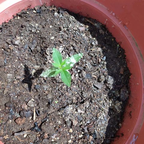 Purple punch auto growlog photo: Las hojas aún tienen residuos de tierra de diatomeas 