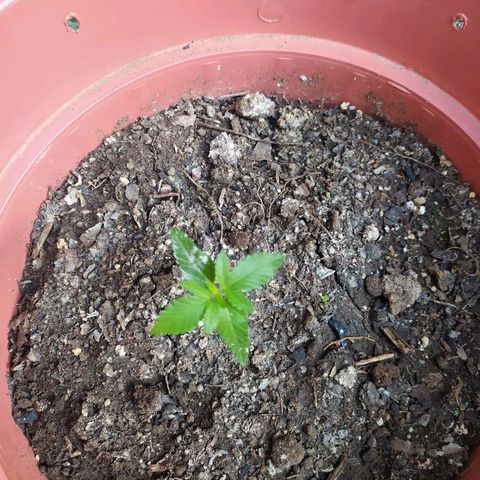 Purple punch auto growlog timeline photo