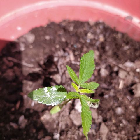 Purple punch auto growlog timeline photo
