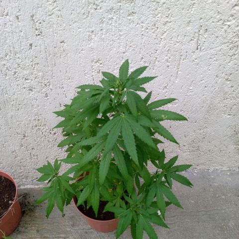 Purple punch auto growlog timeline photo