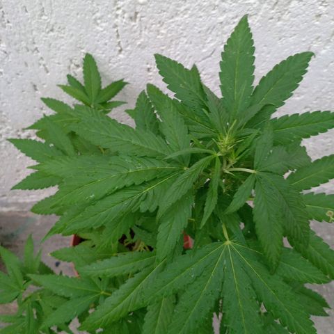 Purple punch auto growlog timeline photo